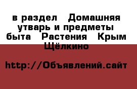  в раздел : Домашняя утварь и предметы быта » Растения . Крым,Щёлкино